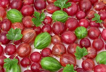 red and green gooseberries with leaves as background