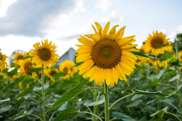 Fototapeta premium Sonnenblumen auf dem Sonnenblumenfeld