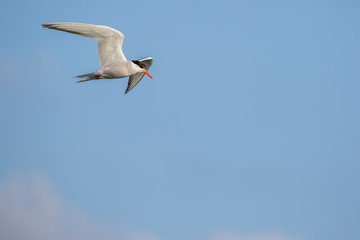 Fototapeta na wymiar Common Tern flying