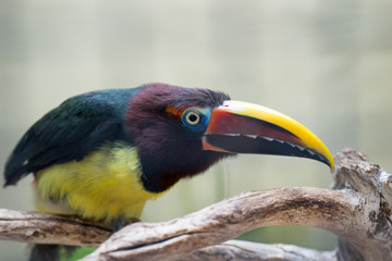 A bird with a large beak and bright