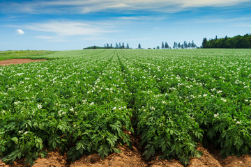Fototapeta na wymiar Potato Field in rural Prince Edward Island, Canada