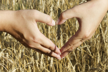 Female hands in the shape of a heart on the background of rye spikelets . Hands in shape of heart love.