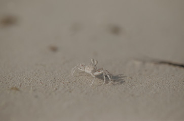 krab na plaży