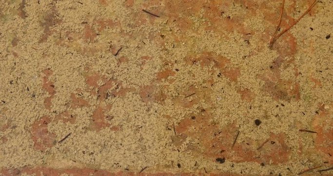 Mosquito larvae wriggling in shallow water against a dirty brick surface