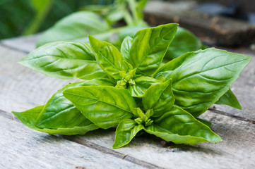 sprigs of basil on an aged wooden surface close up