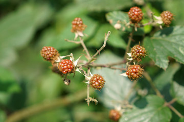 Waldbeeren