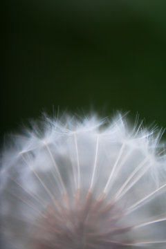 Dandelion seeds 