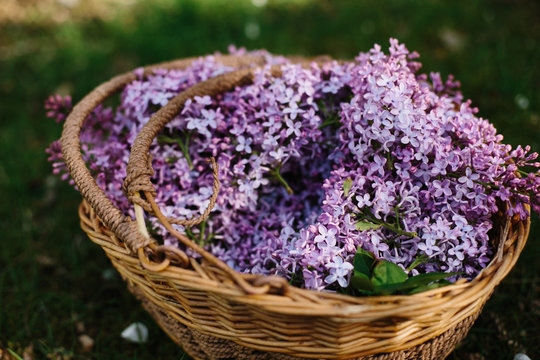 Large amount of lilac blossom in wicker basket