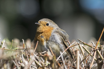 Rotkehlchen auf einer Hecke