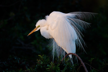  White Egret - Ardea alba   In breeding plumage