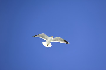 Soaring Seagull