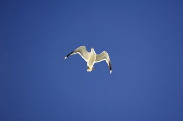 Soaring Seagull