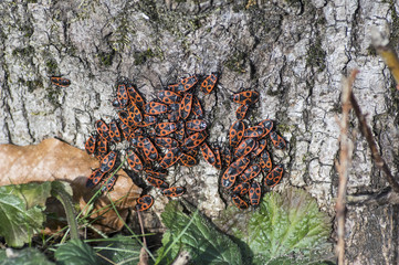 Gruppe von Feuerwanzen
