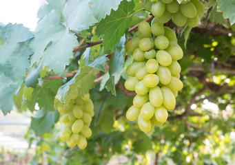 Fresh green grapes