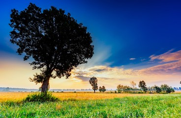 Summer morning landscape on buckwheat field with weeds