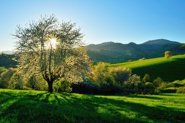 Naklejka premium Spring cherry tree, meadows and fields landscape in Slovakia