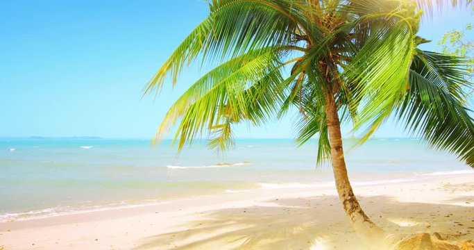 Beautiful tropical coast paradise with sand beach, palm tree and vivid blue sky