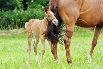 Fototapeta premium The little foal in the meadow.