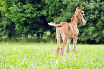 The little foal in the meadow.