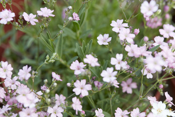 Gypsophila repens or baby's breath, pink little flowers