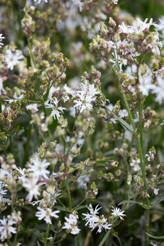 Lychnis flos cuculi, ragged robin plant with white flowers