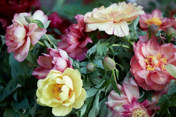 Colorful peony flowers bunch with leaves