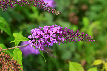 Buddleja davidii (Butterfly Bush) in bloom