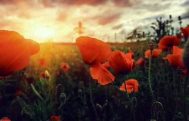 Fototapeta premium bud wild poppy flower at sunset