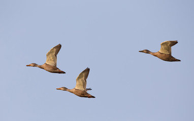 Three wild ducks flying