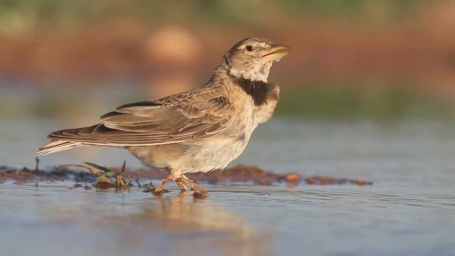 Calandra lark, Melanocorypha calandra, Single bird by water, Spain, July 2016