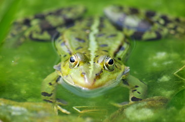 Frosch am Teich. Natur, alles im Grün