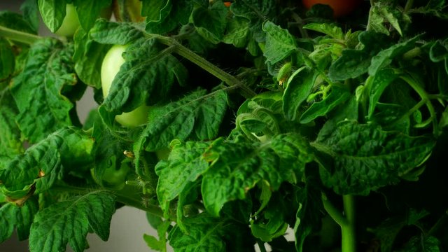 Time-lapse of a tomato growing and ripening. 