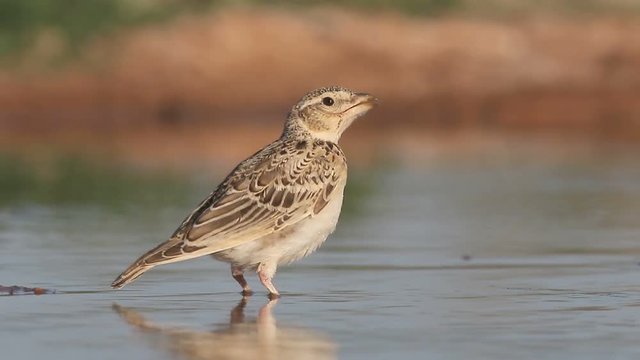 Calandra lark, Melanocorypha calandra, Single bird by water, Spain, July 2016