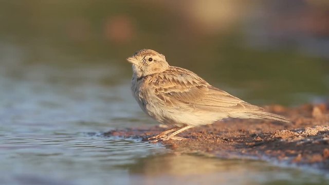 Calandra lark, Melanocorypha calandra, Single bird by water, Spain, July 2016