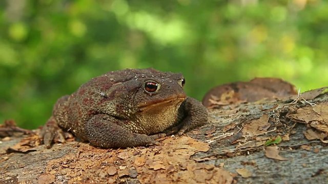 Close up macro shot of Common Toad in wild birch forest sitting on the ground and stump
