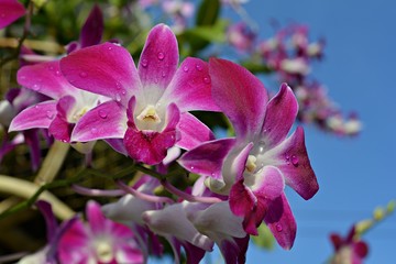 Orchid flowers are blooming Show beauty