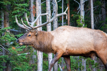 Elk in a Forest