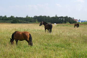 Fototapeta na wymiar horse pasture