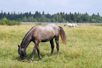 horse pasture