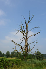 ein trockener baum im feld