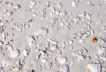  pieces of coral on a sand beach, Lady Elliot Island Great Barrier Reef