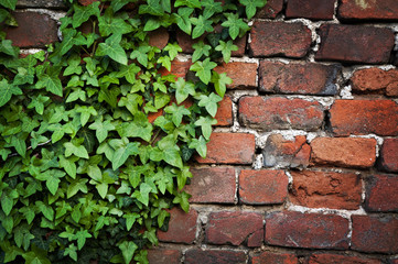 Green ivy leaves red bricks wall texture