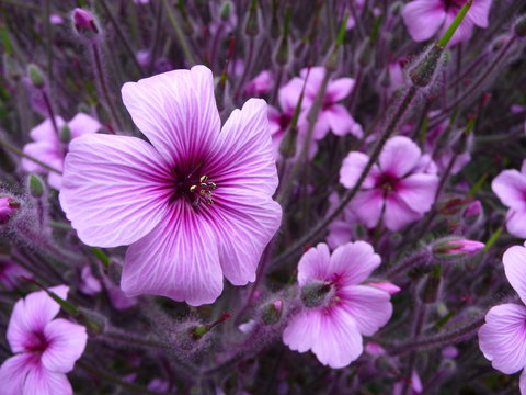 Purple geranium flowers 