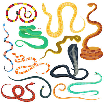 Vector flat snakes collection