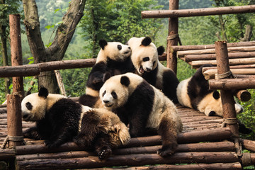 Five panda cubs relaxing in panda kindergarten