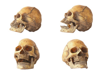 Stock Photo:.Skull model set on isolated white background