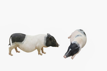 Stock Photo:.Pig who is represented on a white background