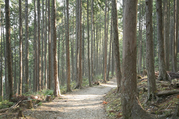 Obraz premium An image of Kumano Kodo, a sacred trail and World Heritage site
