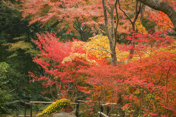 Autumn in Japan