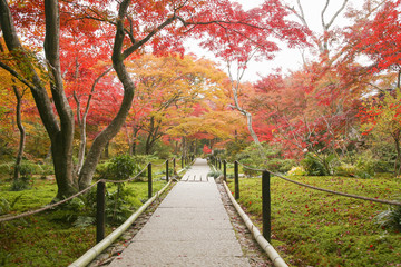 Autumn in Japan